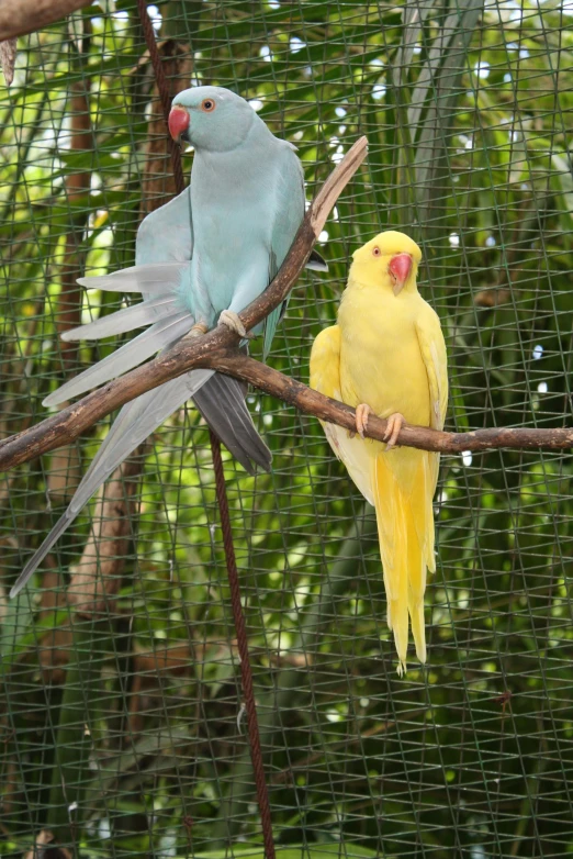 a couple of birds sitting on top of a tree branch, in the zoo exhibit, pale blue skin, puerto rico, blue and yellow ribbons