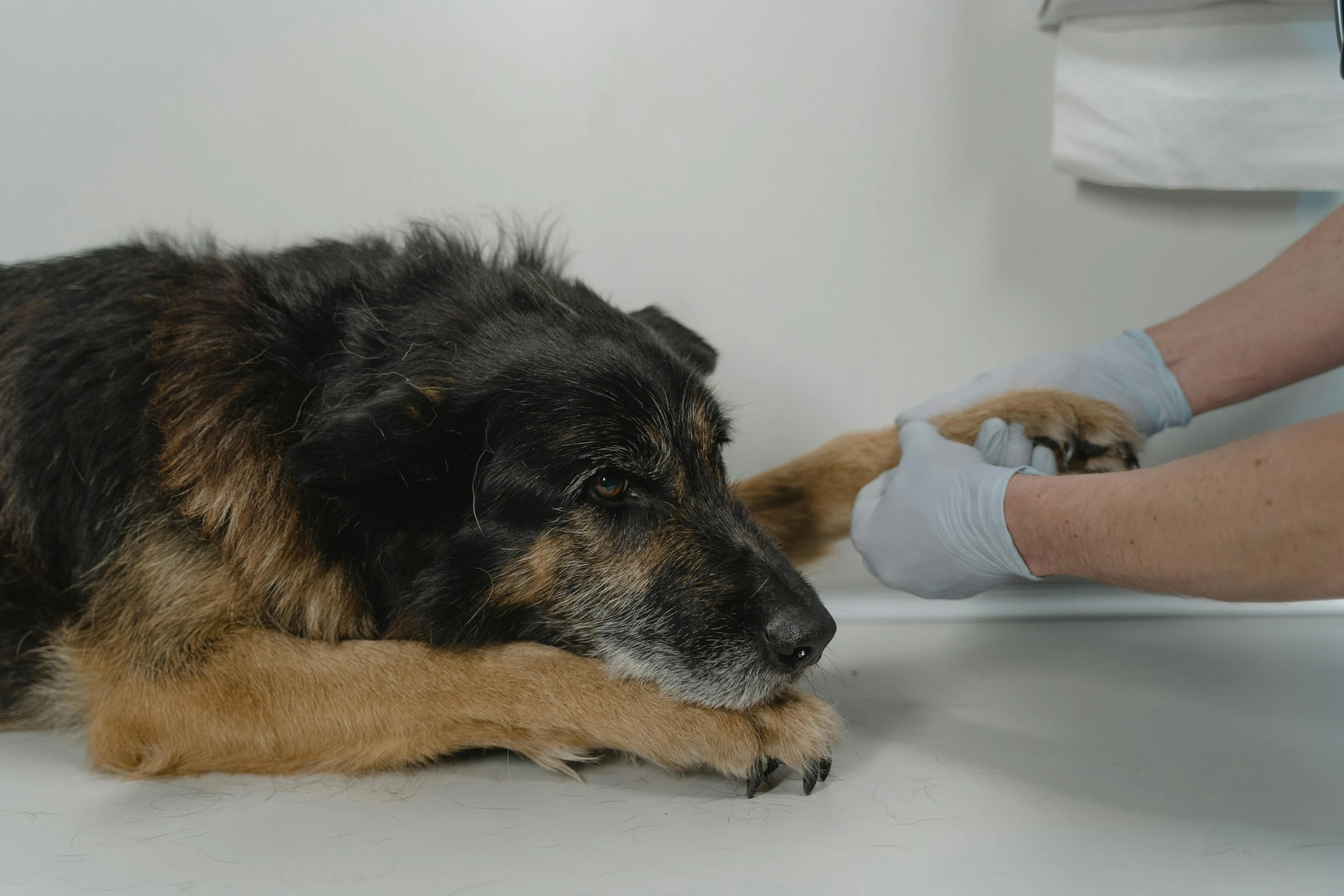 a dog laying on the floor being examined by a vet, by Emma Andijewska, looking old, furry arms, parallax, high quality photo