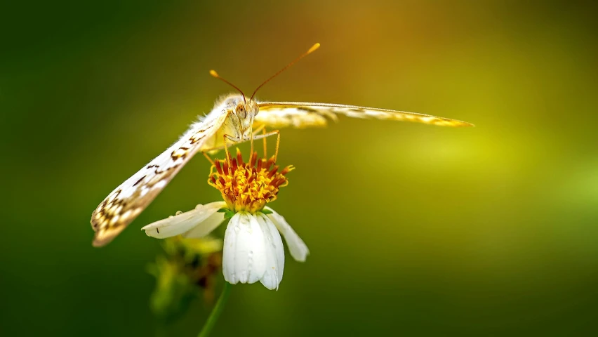 a butterfly sitting on top of a white flower, a macro photograph, by Han Gan, golden morning light, unsplash photo contest winner, clean 4 k, long wings