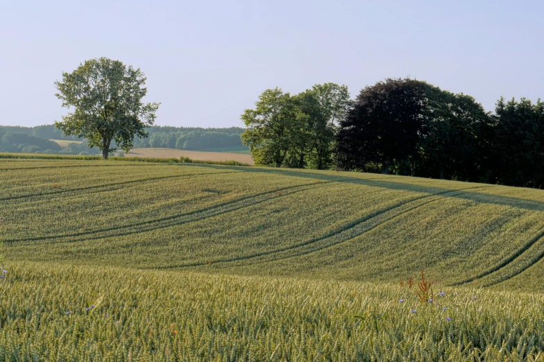 a couple of trees sitting on top of a lush green field, inspired by William Nicholson, renaissance, 2022 photograph, wheat field, overview, loosely cropped