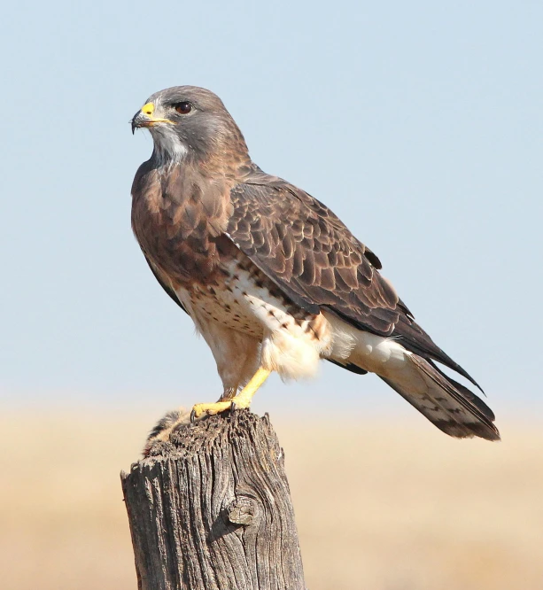 a bird sitting on top of a wooden post, a portrait, by Daniel Taylor, pexels contest winner, hurufiyya, hawk, standing on rocky ground, profile image, new mexico