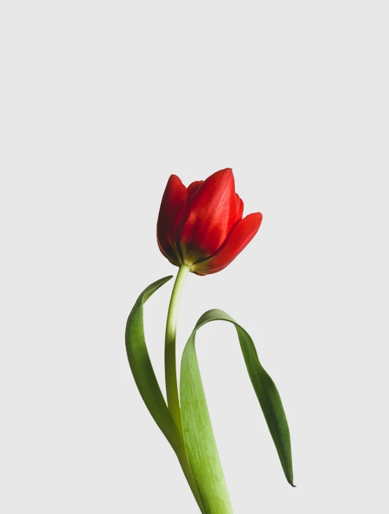 a single red flower sitting in a vase, an album cover, pexels, minimalism, tulip, profile picture, low quality photo, standing elegantly