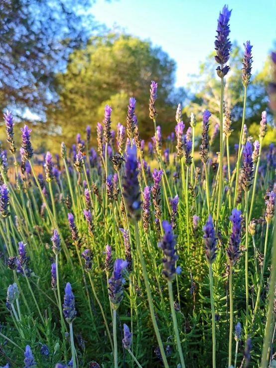 a bunch of purple flowers sitting on top of a lush green field, lavender plants, instagram post, up-close, at dusk!