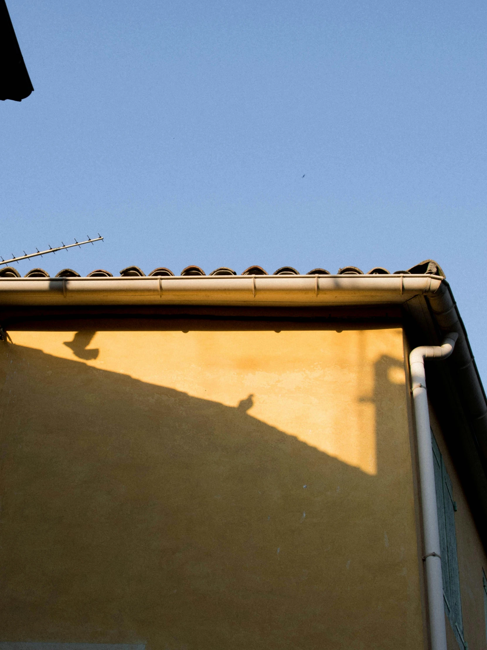 a clock that is on the side of a building, by Alessandro Allori, realism, birds in the sunlight, color photograph, yellow, contre jour