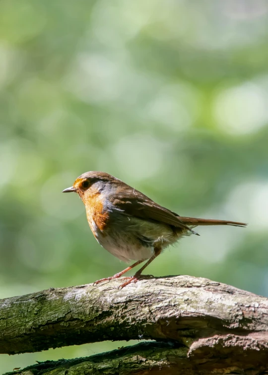 a small bird sitting on top of a tree branch, slide show, in a woodland glade, profile image