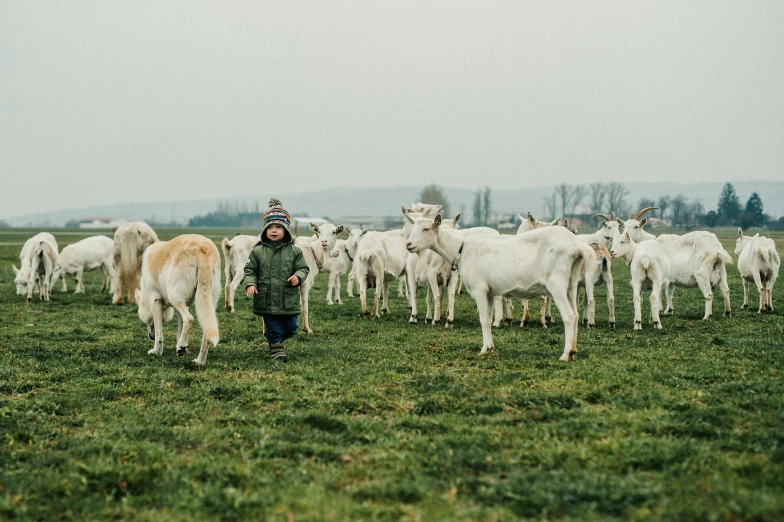 a man standing in front of a herd of goats, by Jan Tengnagel, pexels contest winner, little kid, northern france, overcast mood, milk