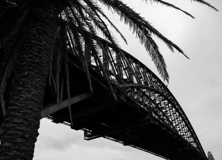 a black and white photo of a palm tree and a bridge, a black and white photo, inspired by Sydney Carline, hurufiyya, photographic print, low angle, hell gate, sydney