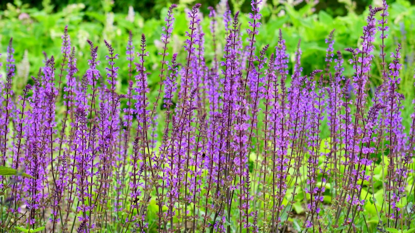 a bunch of purple flowers in a field, in salvia divinorum, tall plants, spirited water plants, brown