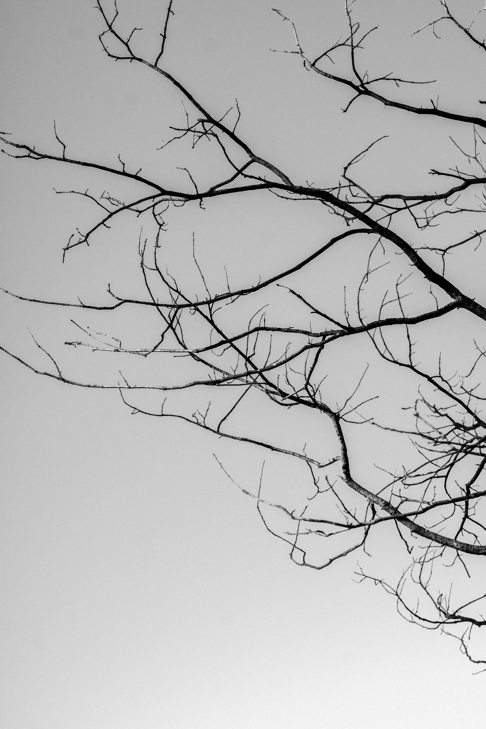 a black and white photo of a tree with no leaves, unsplash, minimalism, with branches! reaching the sky, pose 4 of 1 6, ((trees)), black and white color aesthetic