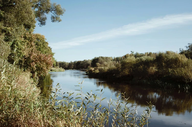 a river flowing through a lush green forest filled with trees, a picture, unsplash, hurufiyya, tall grown reed on riverbank, meszoly geza, blue sky, autumn