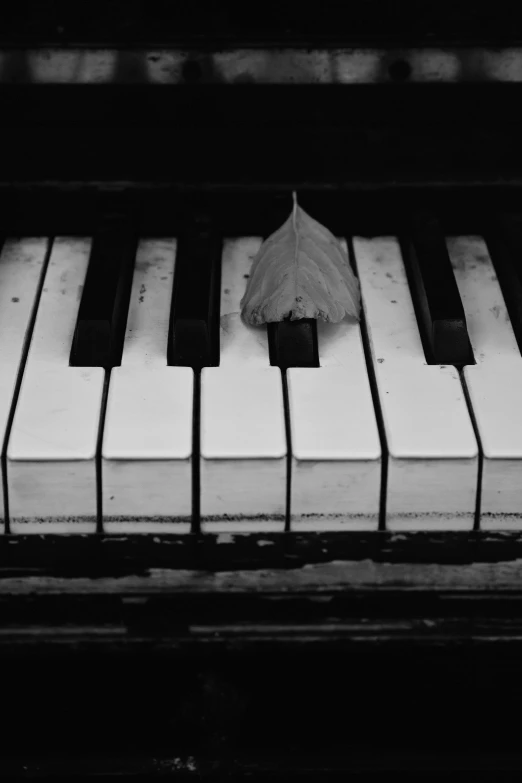 a leaf sitting on top of a piano keyboard, a black and white photo, by Jan Kupecký, conceptual art, alexey gurylev, detailed »