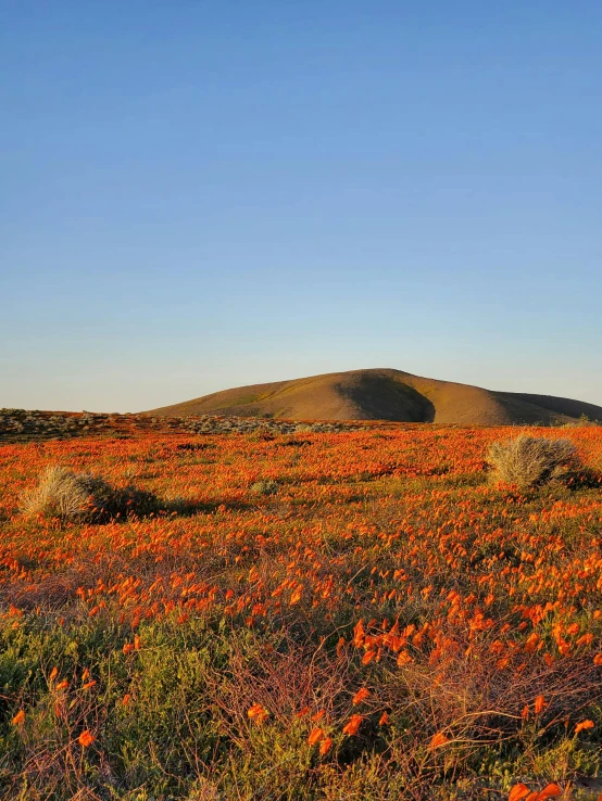 a field of orange flowers with a hill in the background, crystal desert, slide show, explore, a quaint