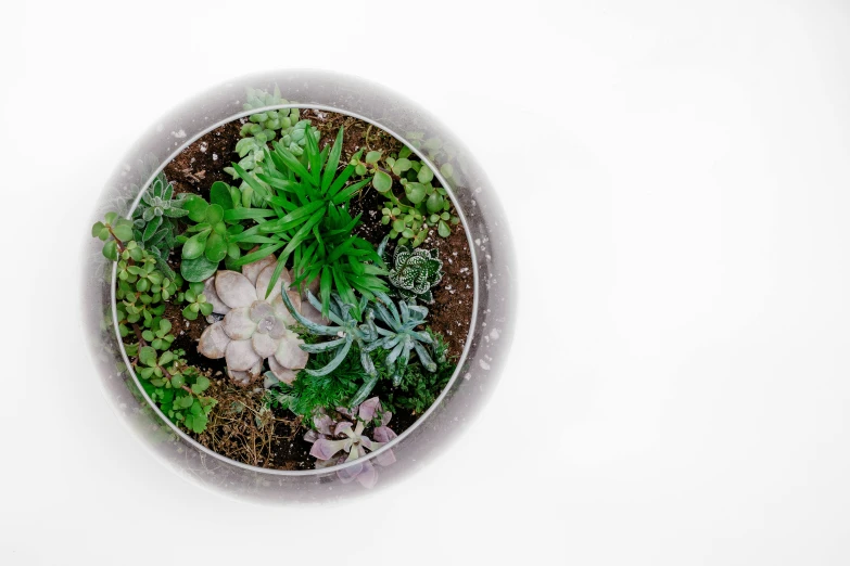 a close up of a plant in a pot, a hologram, inspired by Bruce Munro, unsplash, its bowl overflowing with plants, on a white background, wide high angle view, terrarium