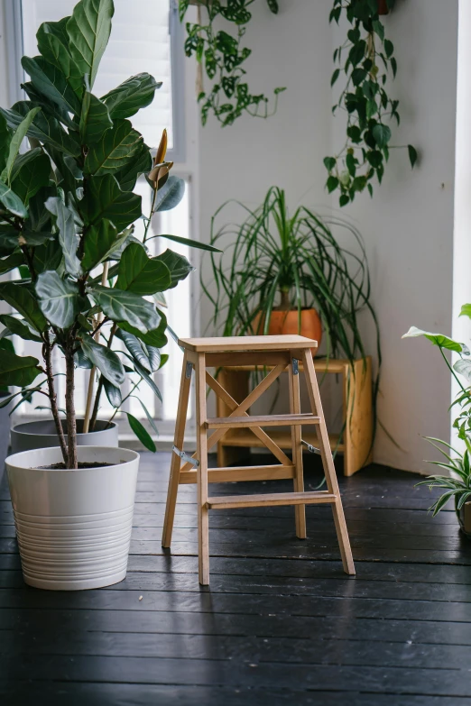 a room filled with potted plants and a wooden stool, inspired by Constantin Hansen, trending on unsplash, arts and crafts movement, profile image, made of wood, studio shot, lush plant growth