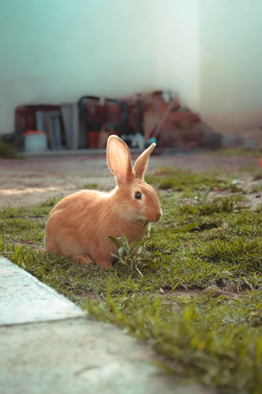 a rabbit that is sitting in the grass
