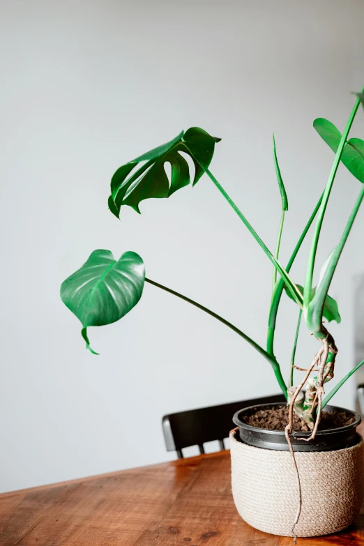 a potted plant sitting on top of a wooden table, a still life, unsplash, big leaves and stems, uncrop, tall, on a pale background