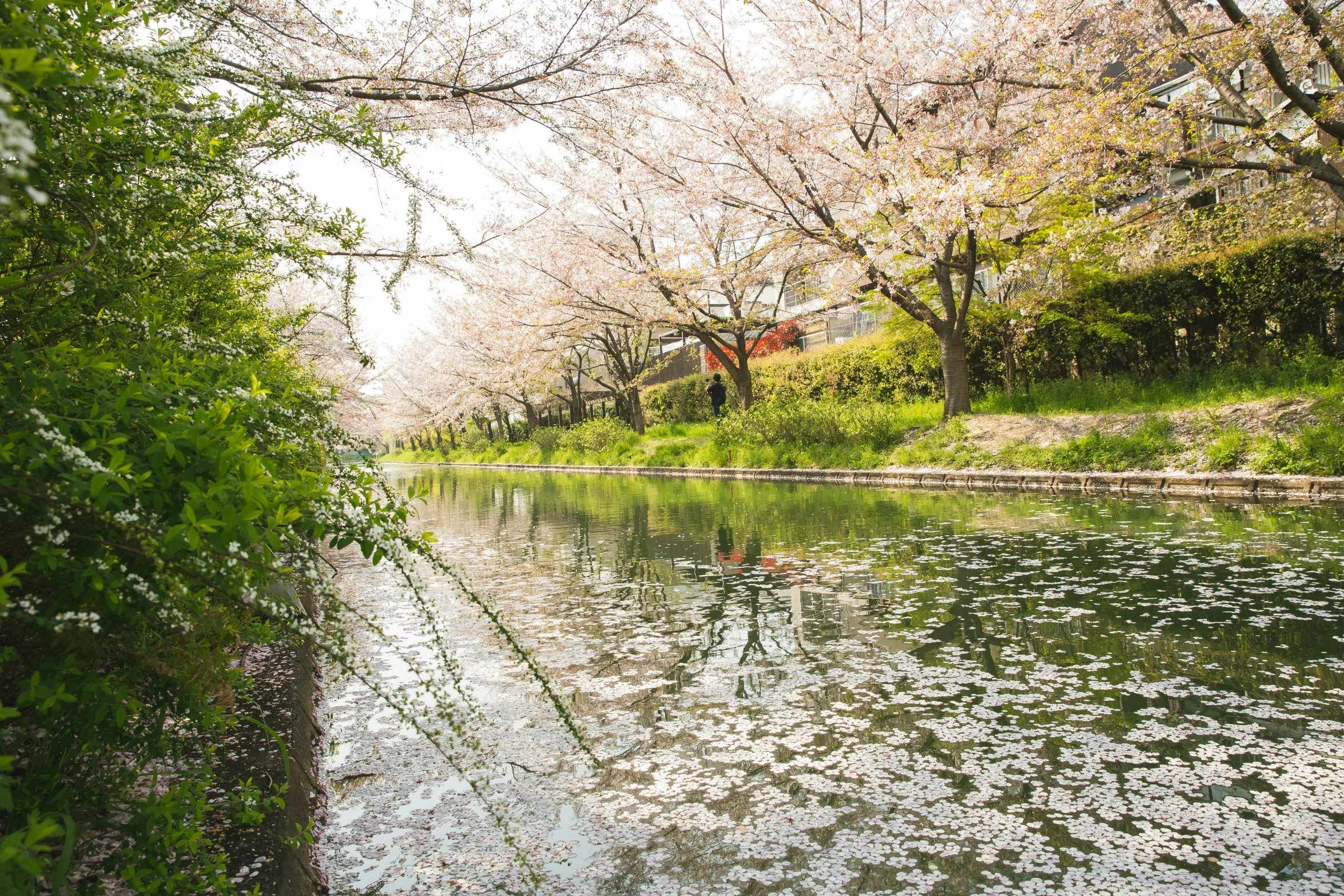 a river running through a lush green forest, inspired by Miyagawa Chōshun, unsplash, shin hanga, lots of sakura flowers, sitting in tokyo, 🚿🗝📝