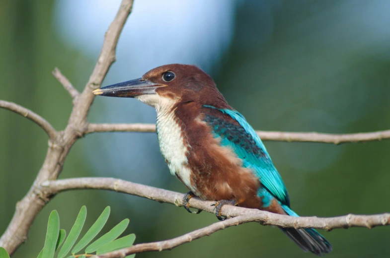 a bird sitting on top of a tree branch, turquoise rust, platypus, lush wildlife, museum quality photo