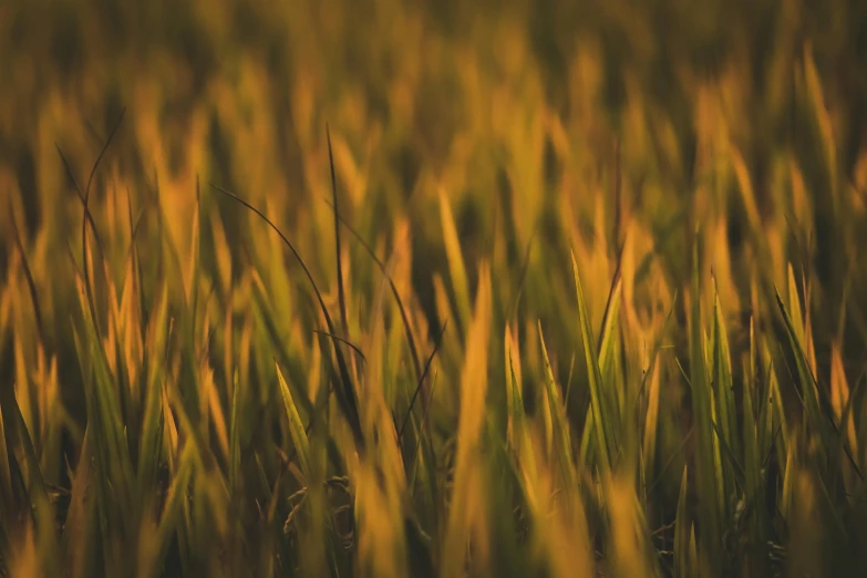 a field with tall grass in the foreground, unsplash, color field, warm yellow lighting, rice paddies, paul barson, close - up photo