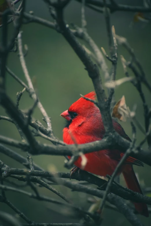 a red bird sitting on top of a tree branch, a portrait, pexels contest winner, renaissance, somber colors, music video, minn, hiding