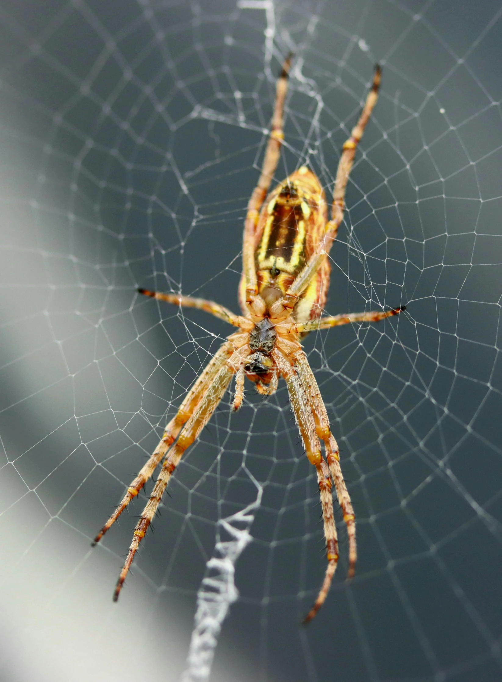 a close up of a spider on a web, pexels contest winner, net art, hyperreal highly detailed 8 k, he is a long boi ”