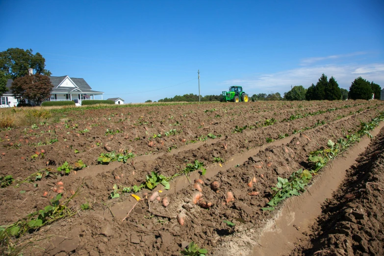 a tractor that is sitting in the dirt, by Kristin Nelson, precisionism, rows of lush crops, potato, near farm, photo from the dig site