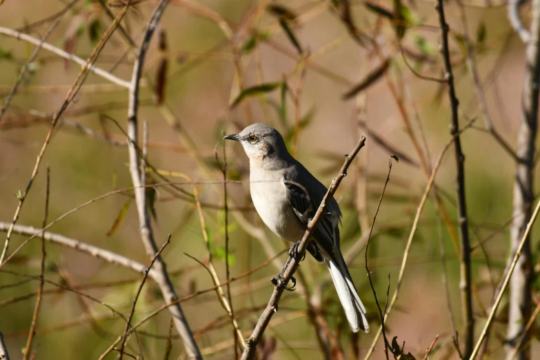 a small bird sitting on top of a tree branch, grayish, fan favorite, australian, no cropping