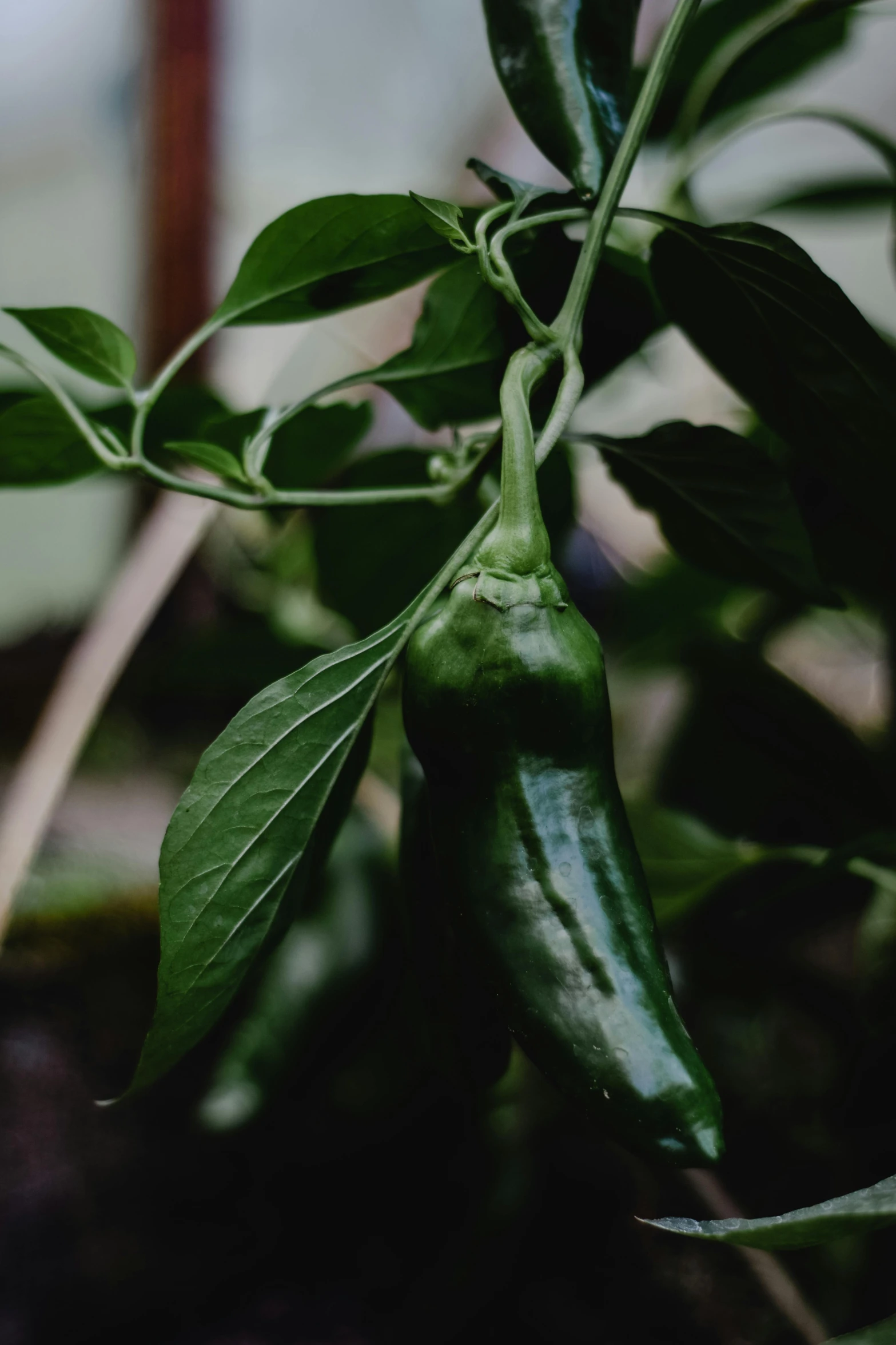 a close up of a plant with green leaves, unsplash, happening, chili, multiple stories, tall shot, grey vegetables