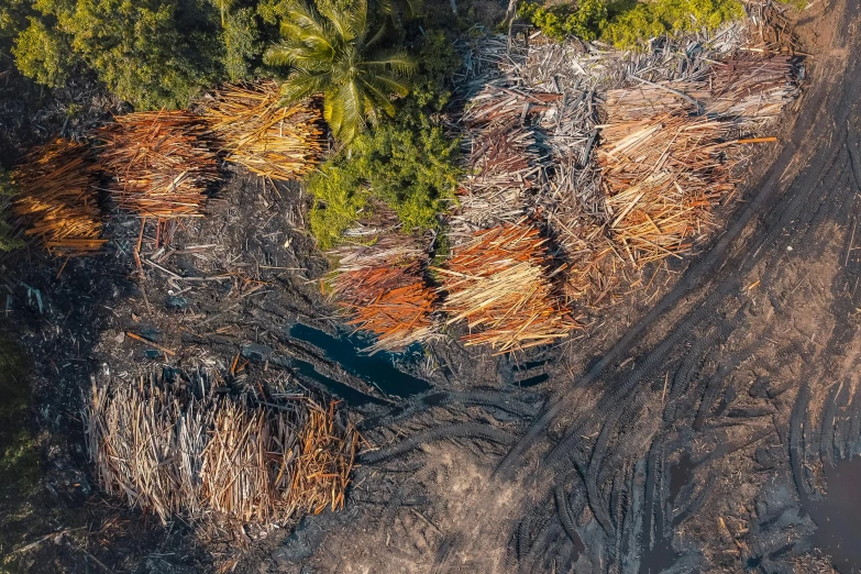 a group of trees that are standing in the dirt, by Daniel Lieske, unsplash, environmental art, flying above a tropical forest, oil spills, wood materials, coconut palms