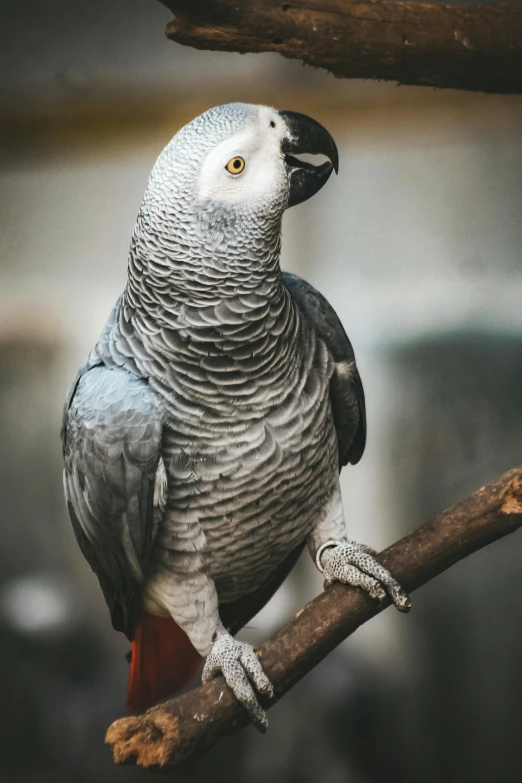 a parrot sitting on top of a tree branch, a portrait, pexels contest winner, arabesque, steel gray body, dapple, solid gray, unsplash photo contest winner