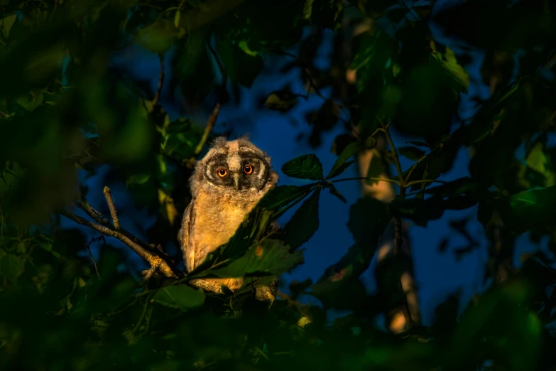 an owl sitting on top of a tree branch, a portrait, unsplash contest winner, evening light, high quality photo, hiding, marmoset
