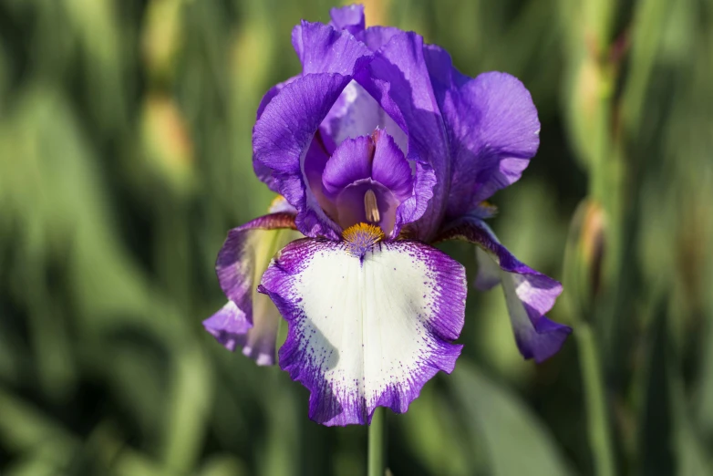 a close up of a purple and white flower, wide irises, picton blue, subtle detailing, highly polished