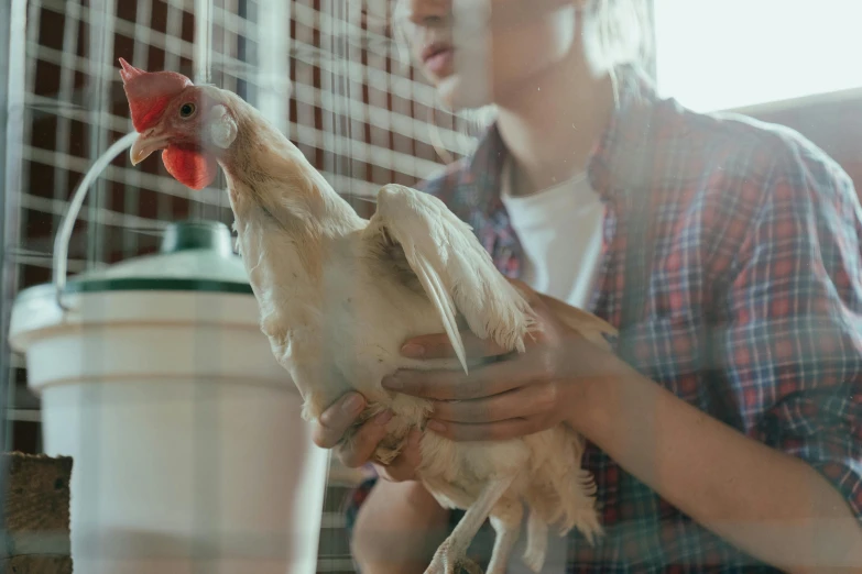 a woman holding a chicken in a cage, pexels contest winner, teenage boy, white neck visible, 🦩🪐🐞👩🏻🦳, natural morning light