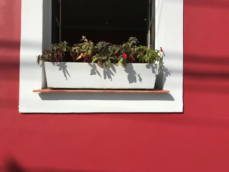 a close up of a window with a plant in it, inspired by André Kertész, unsplash contest winner, wine-red and grey trim, guanajuato, white and red color scheme, planters