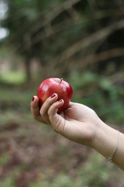 a person holding an apple in their hand, by Jessie Algie, pexels, 2 5 6 x 2 5 6 pixels, photography of enchanted forest, 15081959 21121991 01012000 4k, flirting