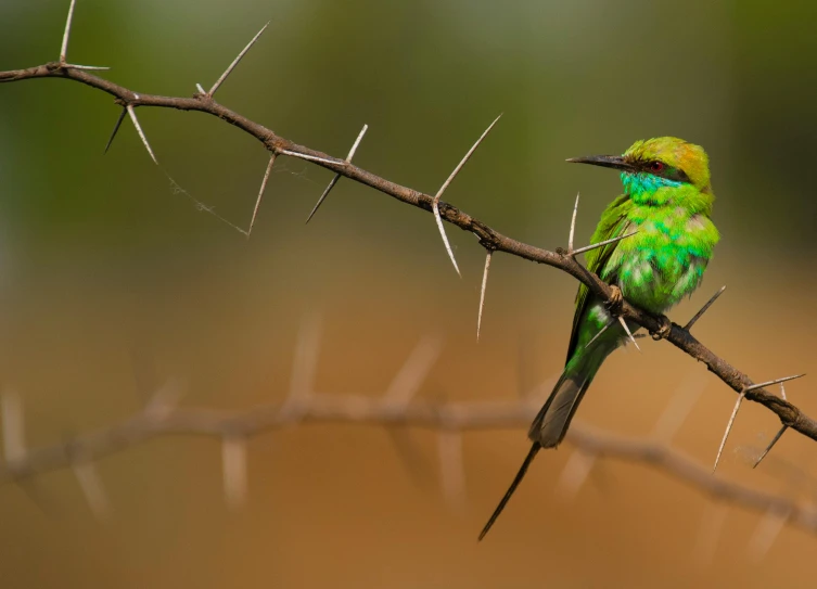 a colorful bird sitting on top of a tree branch, by Peter Churcher, trending on pexels, hurufiyya, dramatic sharp thorns, green and gold, on the african plains, cyan and green