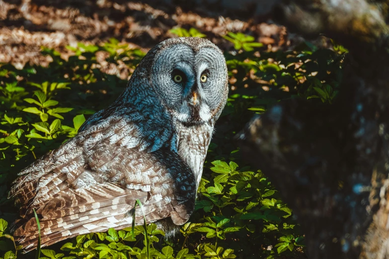 a large owl sitting on top of a lush green field, a portrait, by Adam Marczyński, pexels contest winner, grey, high angle shot, vacation photo, dappled in evening light