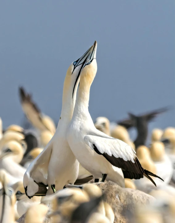 a flock of birds standing on top of a rocky beach, by Terese Nielsen, pexels contest winner, happening, making out, white feathers, triumphant pose, up close picture