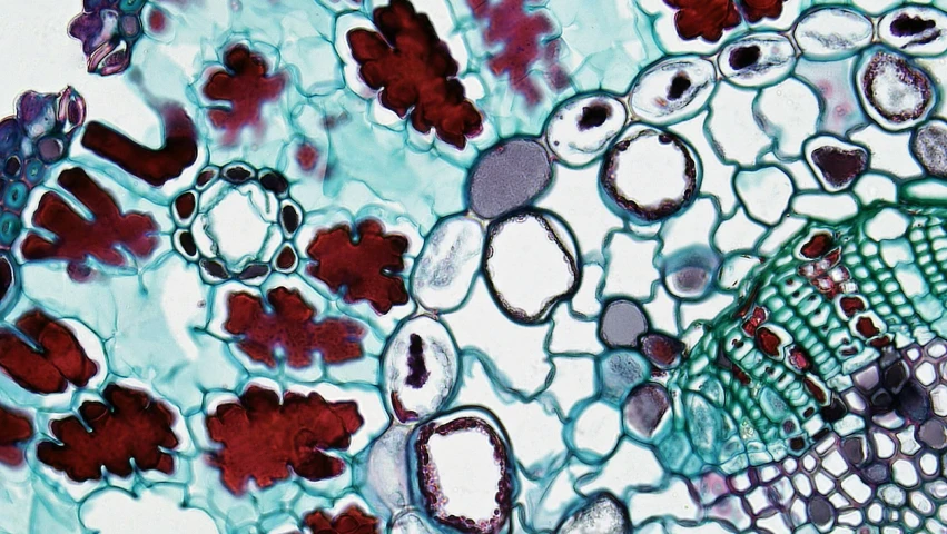 a group of cells under a microscope lens, by Ellen Gallagher, mauve and cinnabar and cyan, foliage, panel, hi-res
