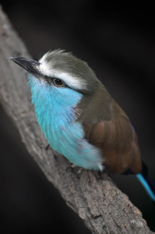 a small bird sitting on top of a tree branch, a portrait, by Peter Churcher, hurufiyya, few vivid turquoise highlights, including a long tail, bird eye view, feathered head