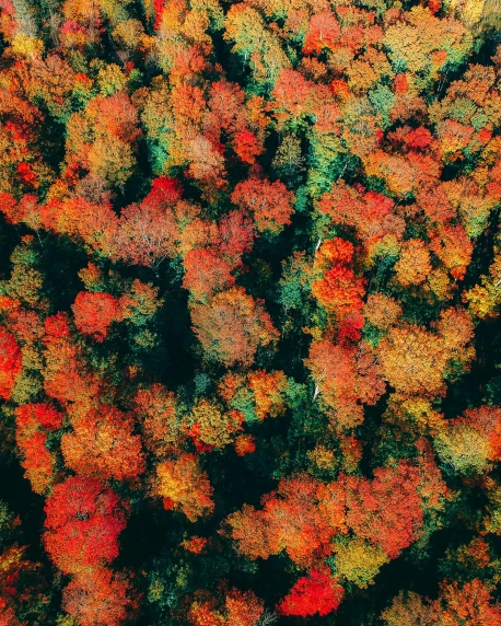 an aerial view of a forest in autumn, unsplash contest winner, color field, ((trees)), vibrant red 8k, colourful apples, slightly pixelated
