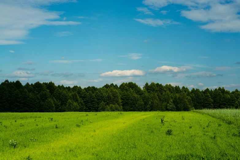 a field of green grass with trees in the background, inspired by Isaac Levitan, unsplash, in karuizawa, high quality image”, blue sky, farmland