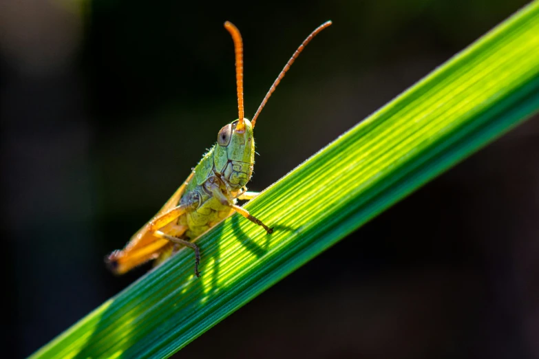 a close up of a grasshopper on a leaf, pixabay contest winner, paul barson, grass, avatar image, golden hour closeup photo