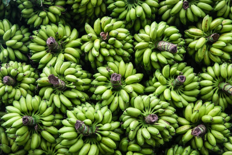 a bunch of green bananas sitting on top of each other, vibrantly lush, manila, highly upvoted, mint