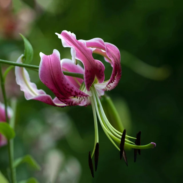 a close up of a flower with a blurry background, a picture, by Joan Ayling, arabesque, lily flowers, draped in fleshy green and pink, twisting organic tendrils, large tall