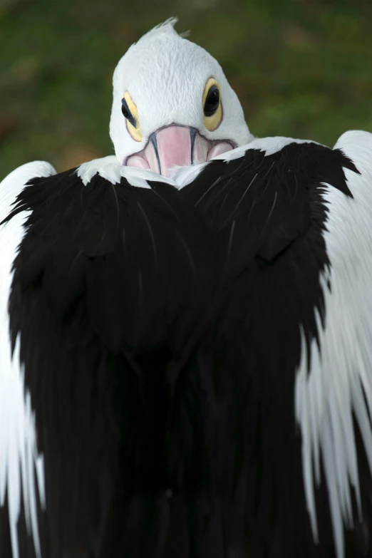 a large black and white bird standing on top of a lush green field, closeup of arms, truncated snout under visor, seen from behind, sinister pose