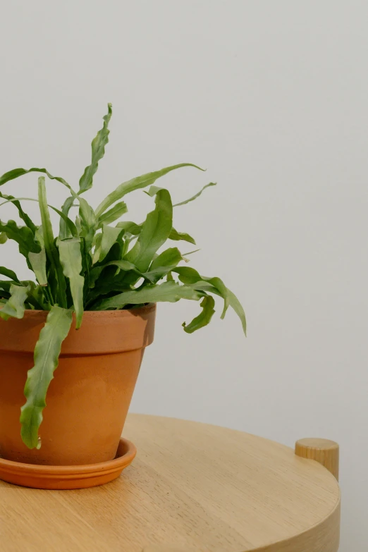 a potted plant sitting on top of a wooden table, by Jan Tengnagel, trending on reddit, thin spikes, close-up product photo, on a pale background, protophyta