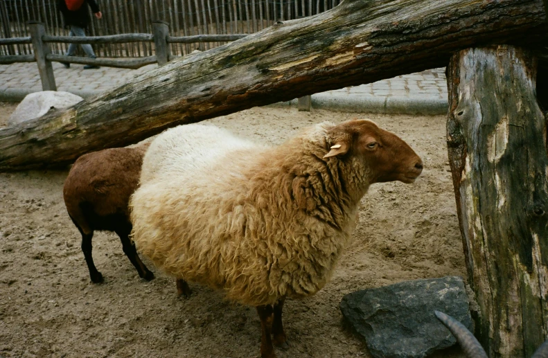 a sheep that is standing in the dirt, on a wooden plate, in the zoo exhibit, jovana rikalo, shot onfilm