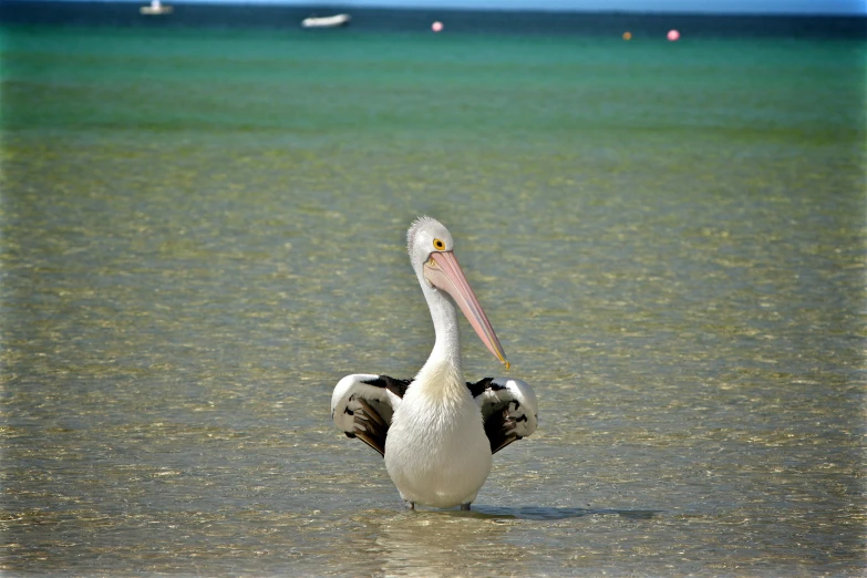 a pelican standing in shallow water with boats in the background, dancing on the beach, lachlan bailey, trending photo, spread wings