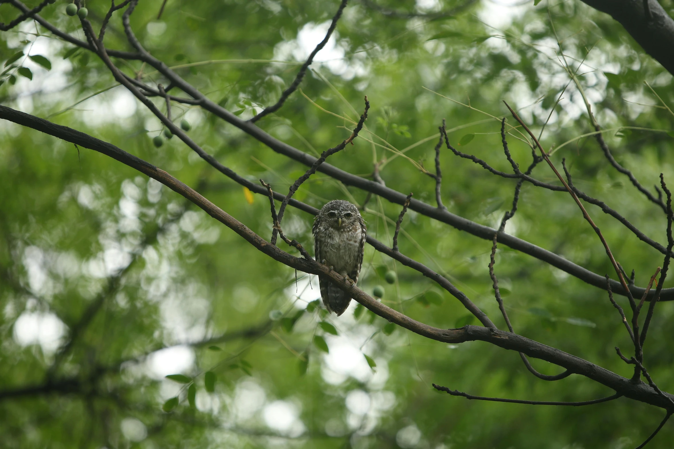 a small owl sitting on top of a tree branch, in a rainy environment, photograph